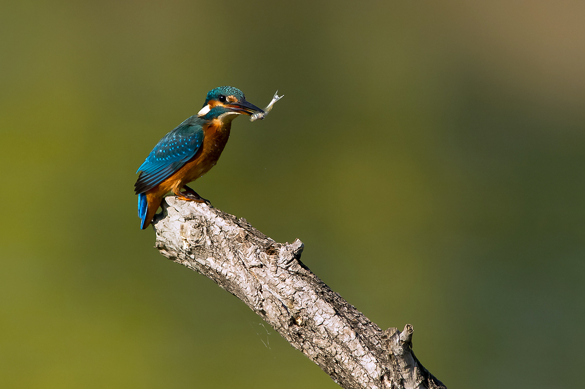 Martin Pescatore con piccola preda
