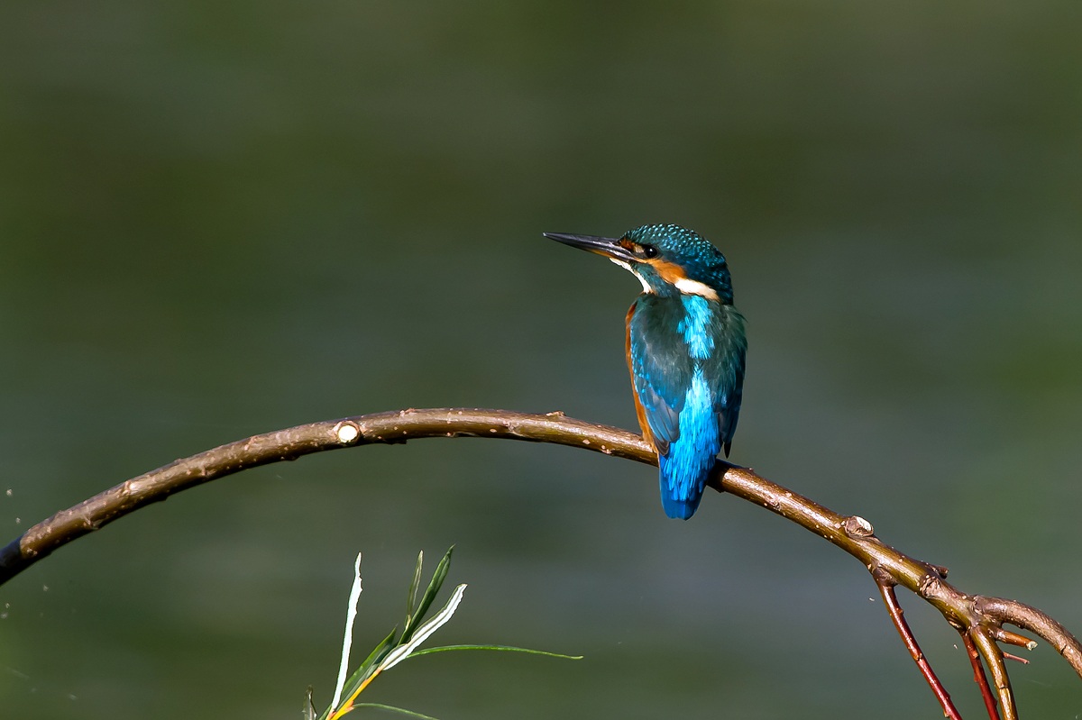 Martin Pescatore in riposo