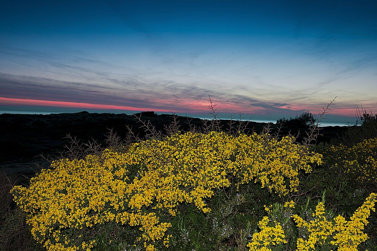Gallipoli baia verda,ginestre al tramonto  Paesaggio