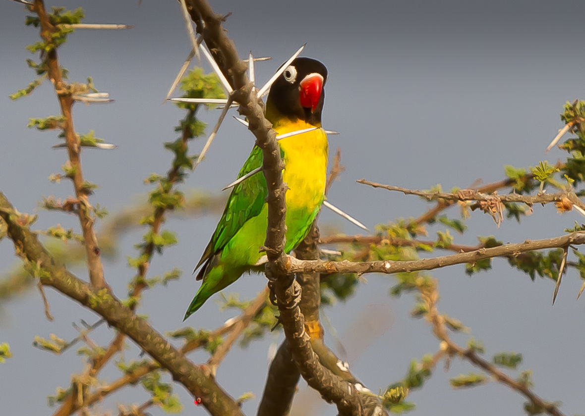 Inseparabile Mascherato-Agapornis personatus