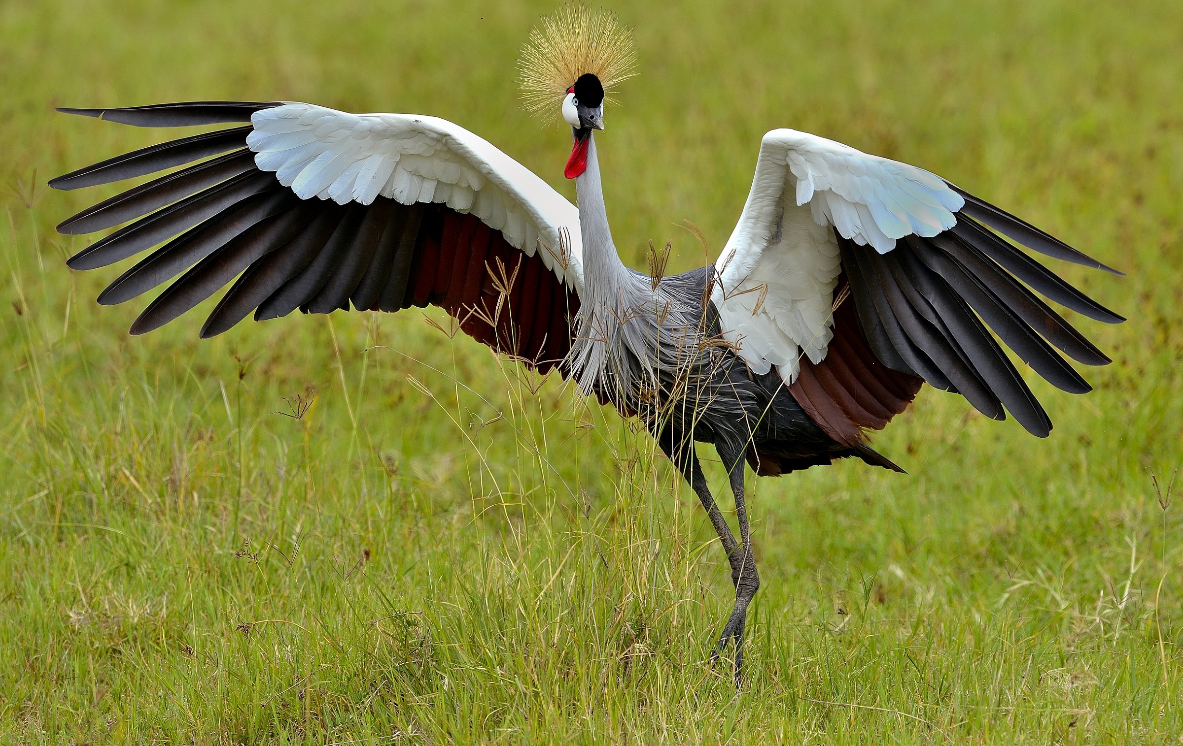 Ngorongoro crater - Gru coronata