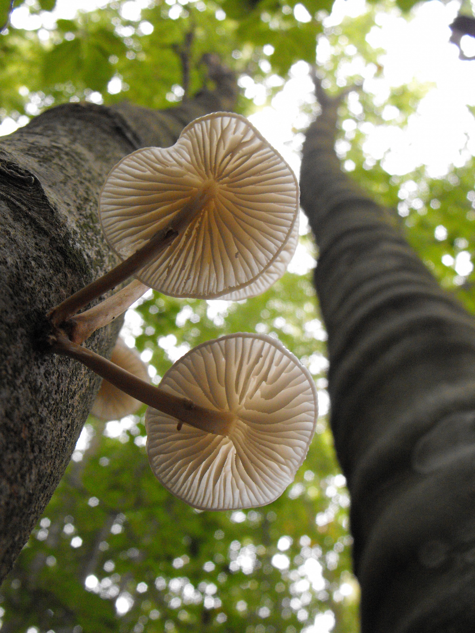 Oudemansiella mucida