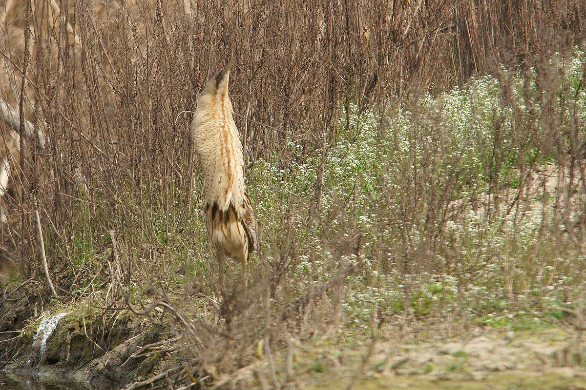 Bittern new hairstyle