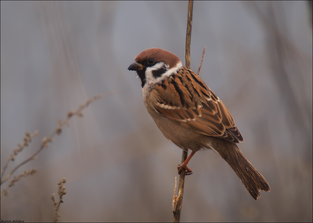Tree Sparrow ...