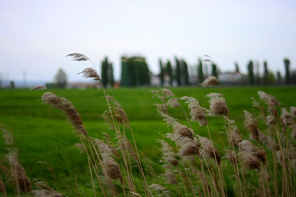 Reeds in the Wind