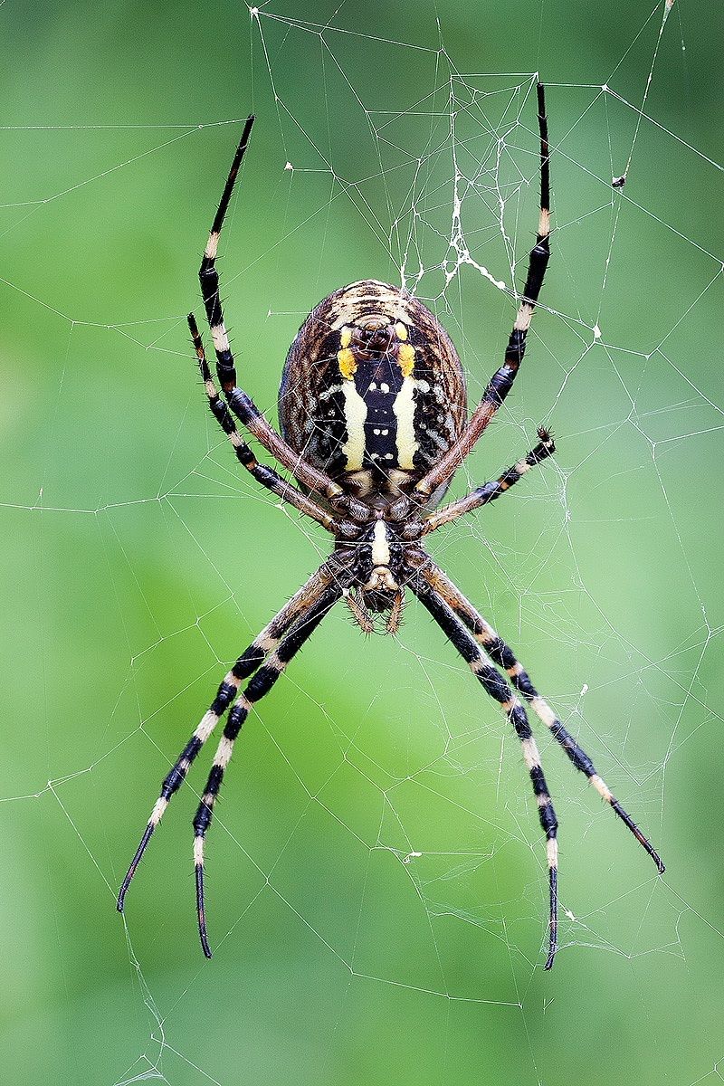 Banded Argiope