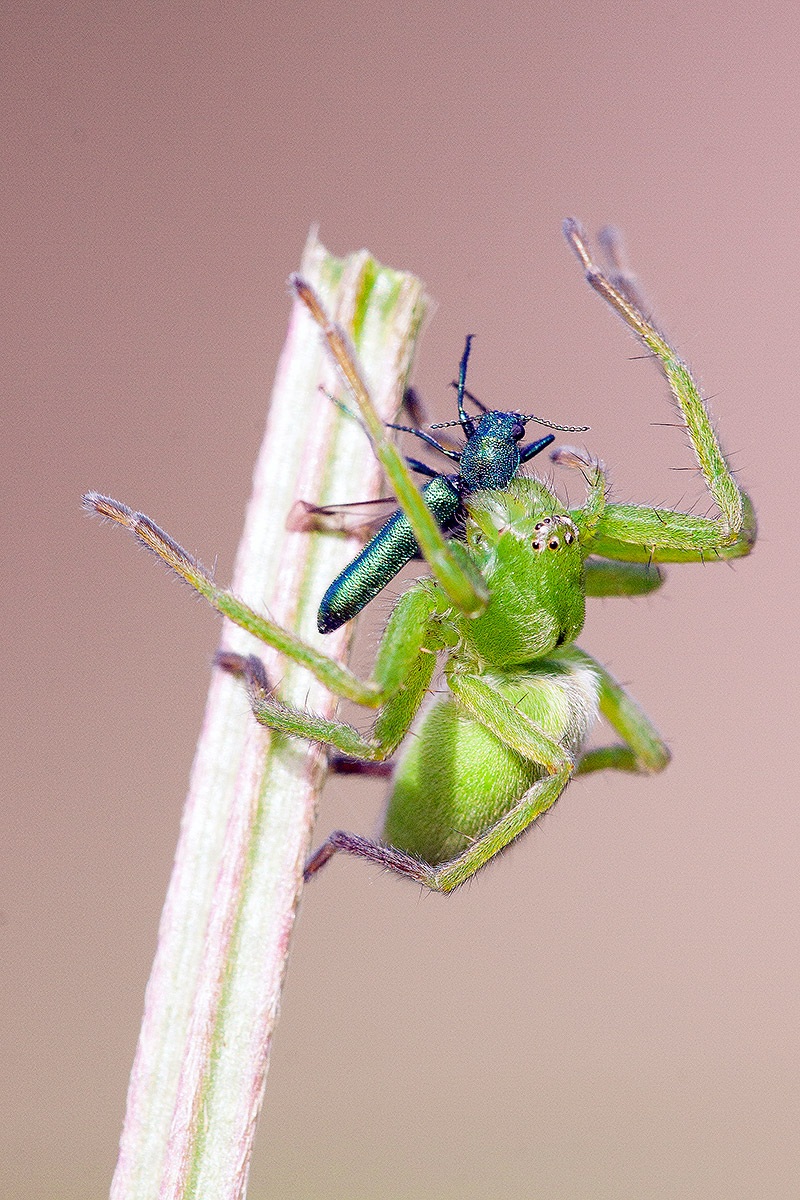 Micrommata virescens