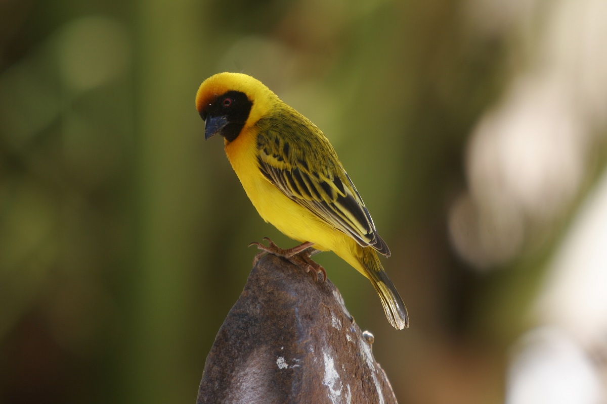 Tessitore mascherato minore (Ploceus intermedius)