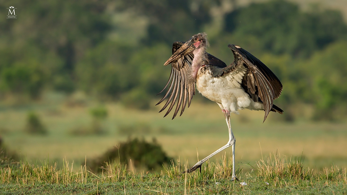 The Arrival of the Scavengers.