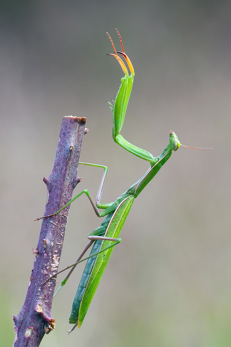 praying mantis
