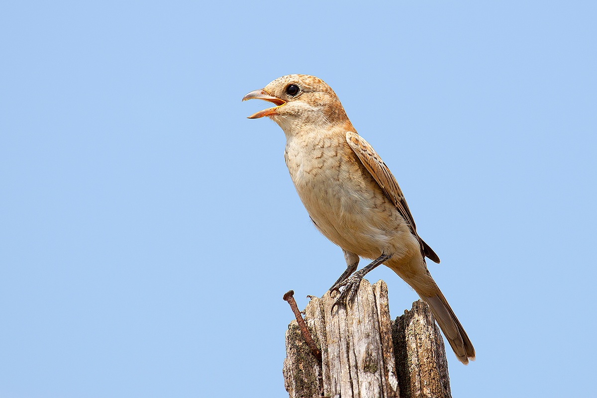 shrike - Female