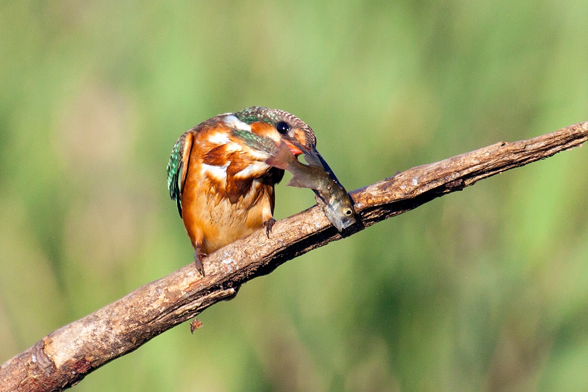 kingfisher
