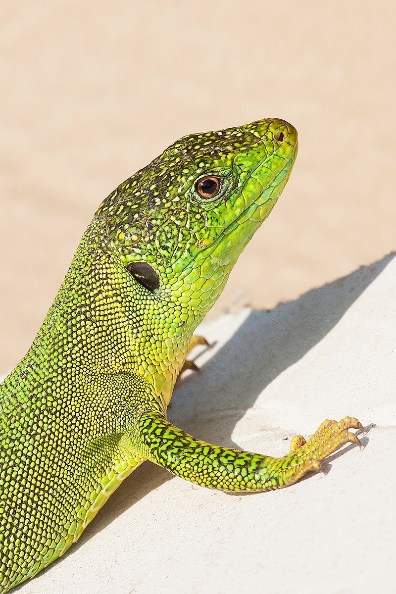 green lizard