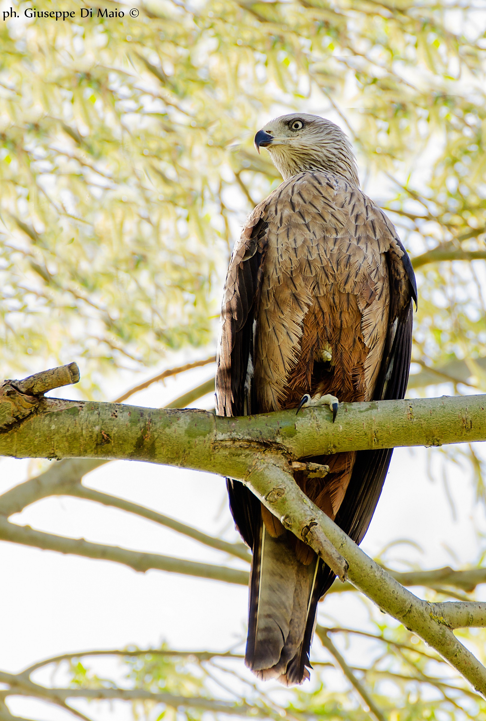 Nibbio Reale in posa