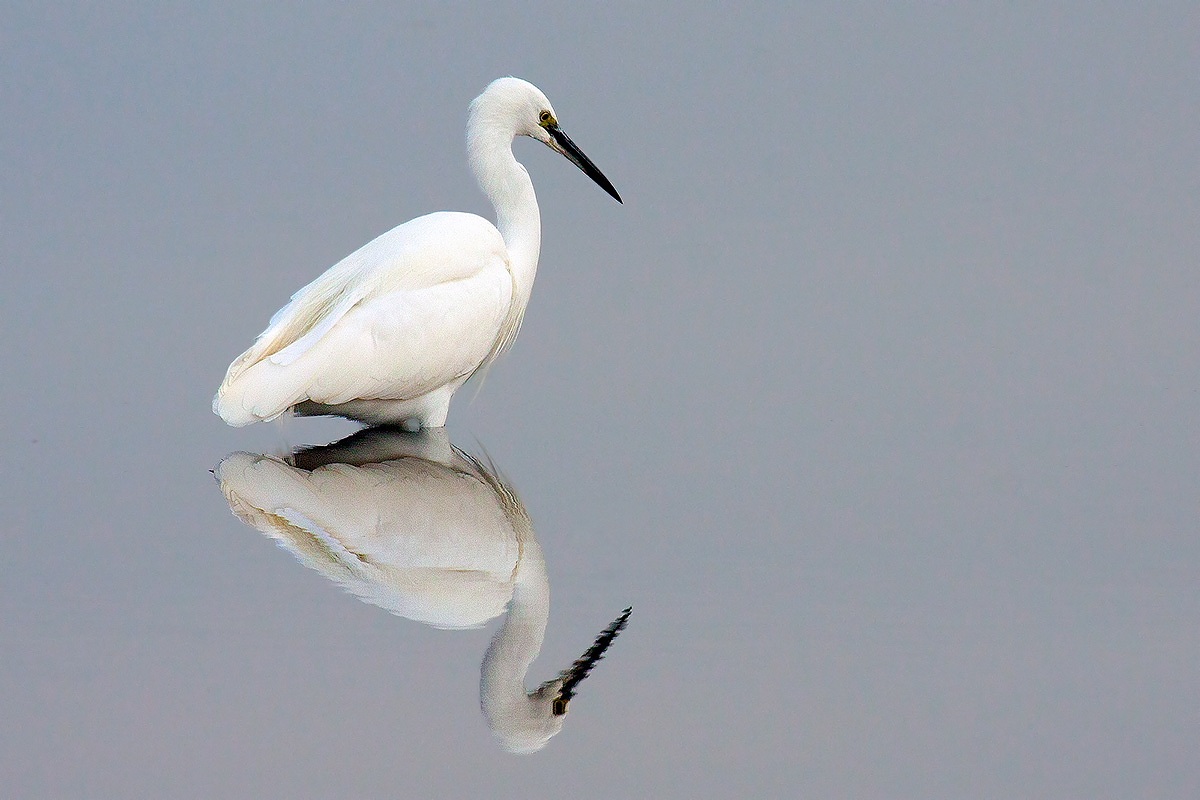 egret