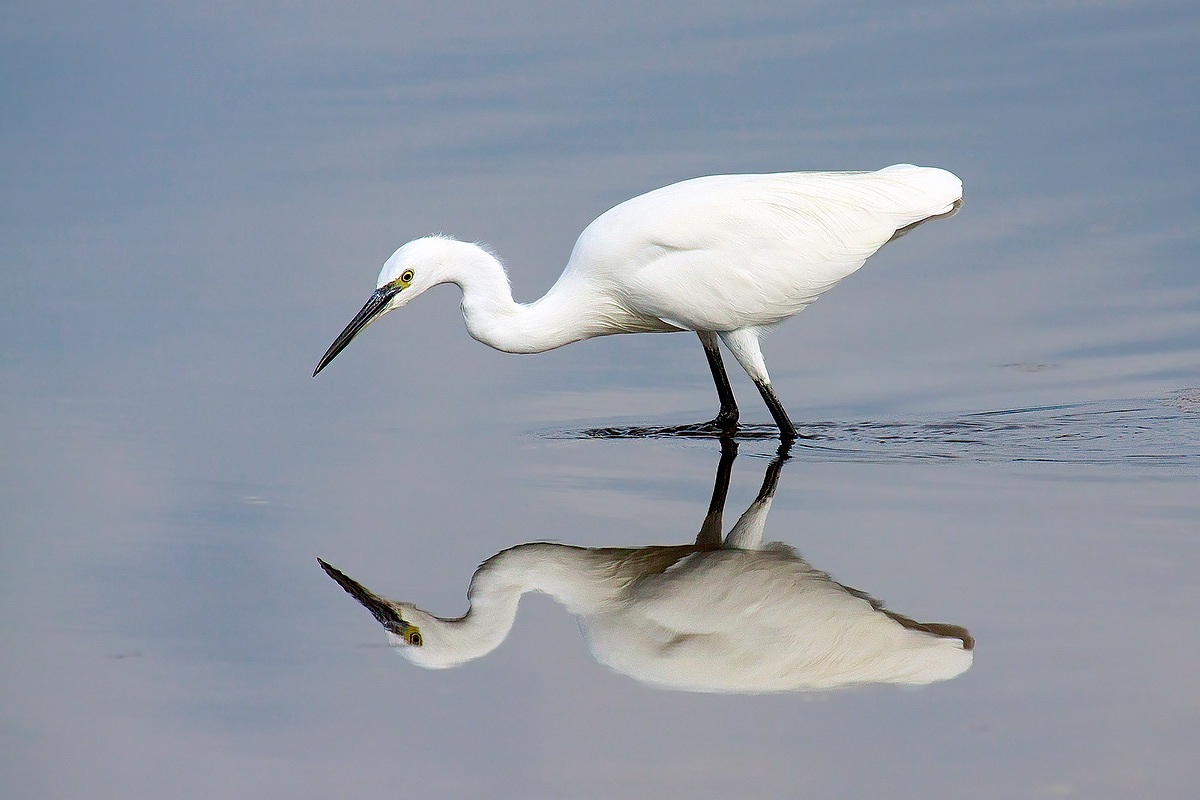 egret