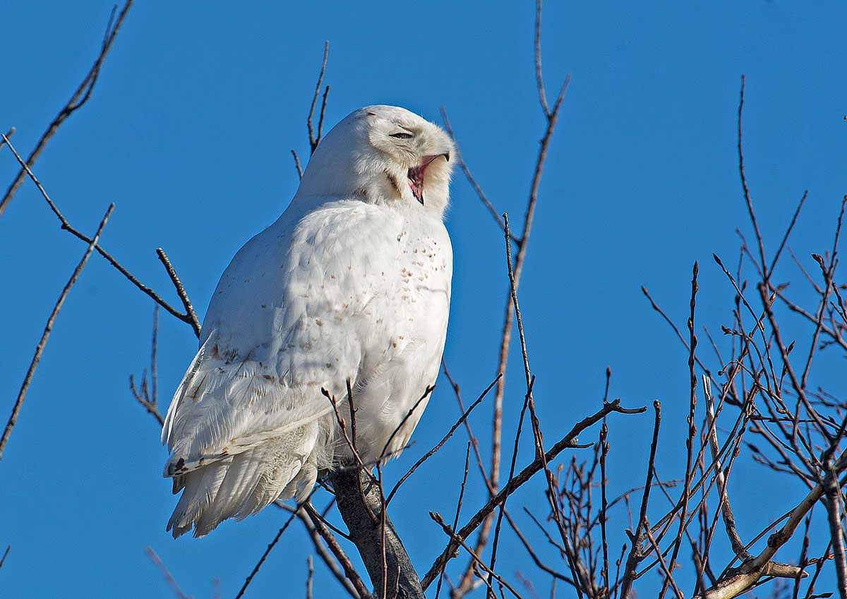 Snowy Owl