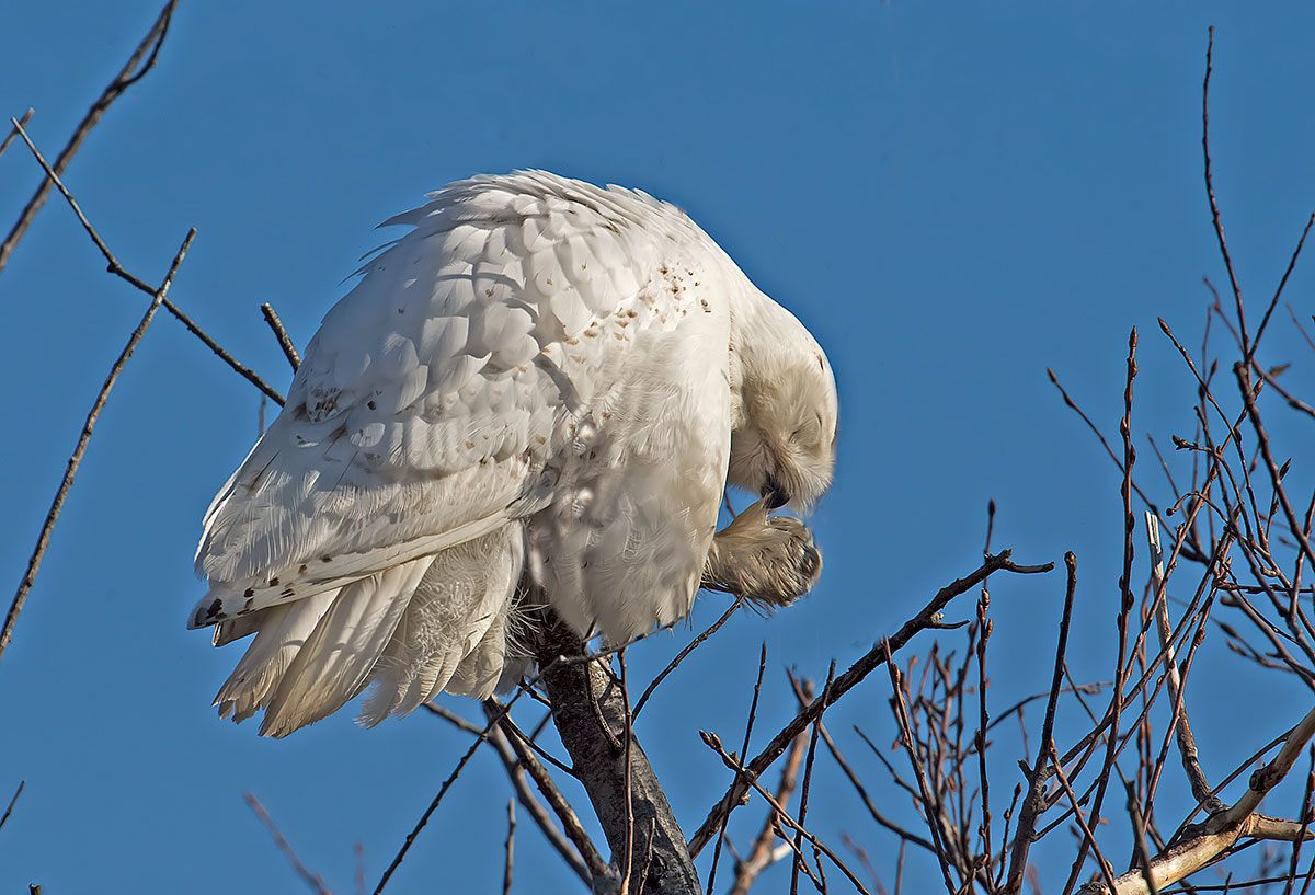 Snowy Owl