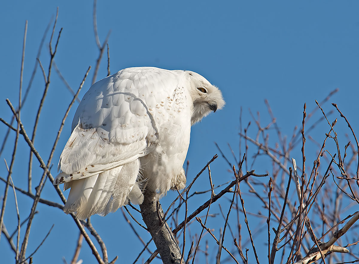 Snowy Owl