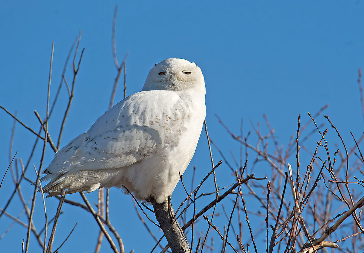 Snowy Owl