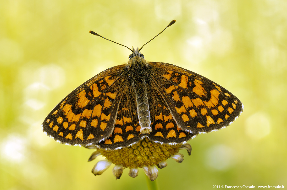 Melitaea athalia (Rottemburg, 1775)