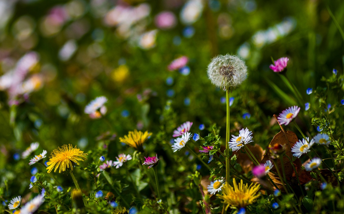 Longing for spring - bow to the shower head!
