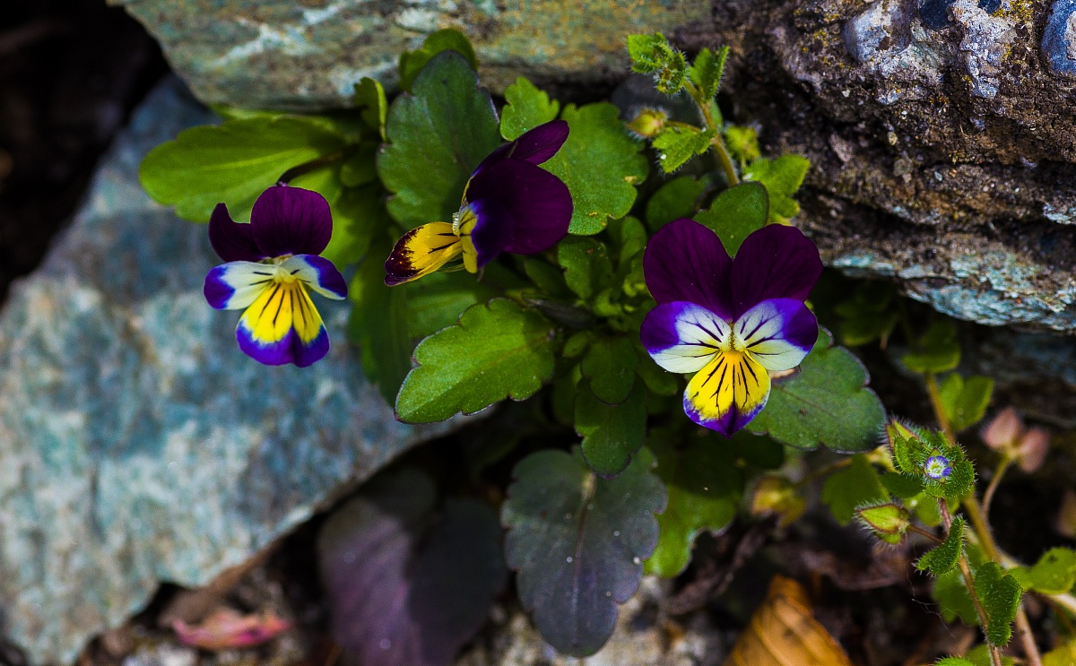 Voglia di primavera... anche tra le rocce!