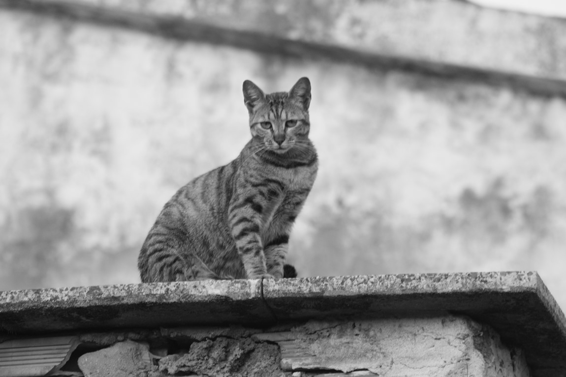 sguardo felino