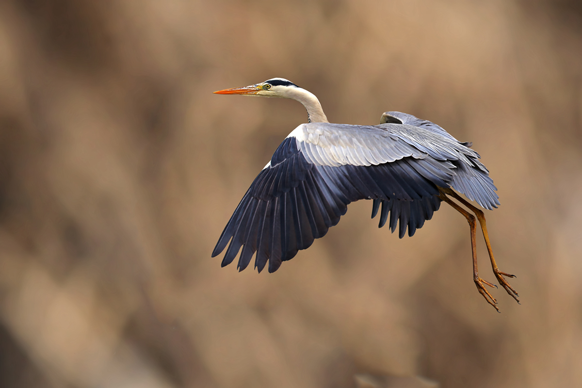Heron in flight