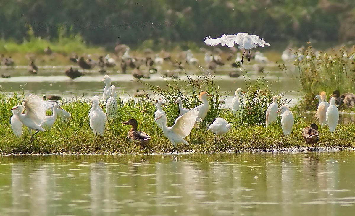 Cattle Egrets