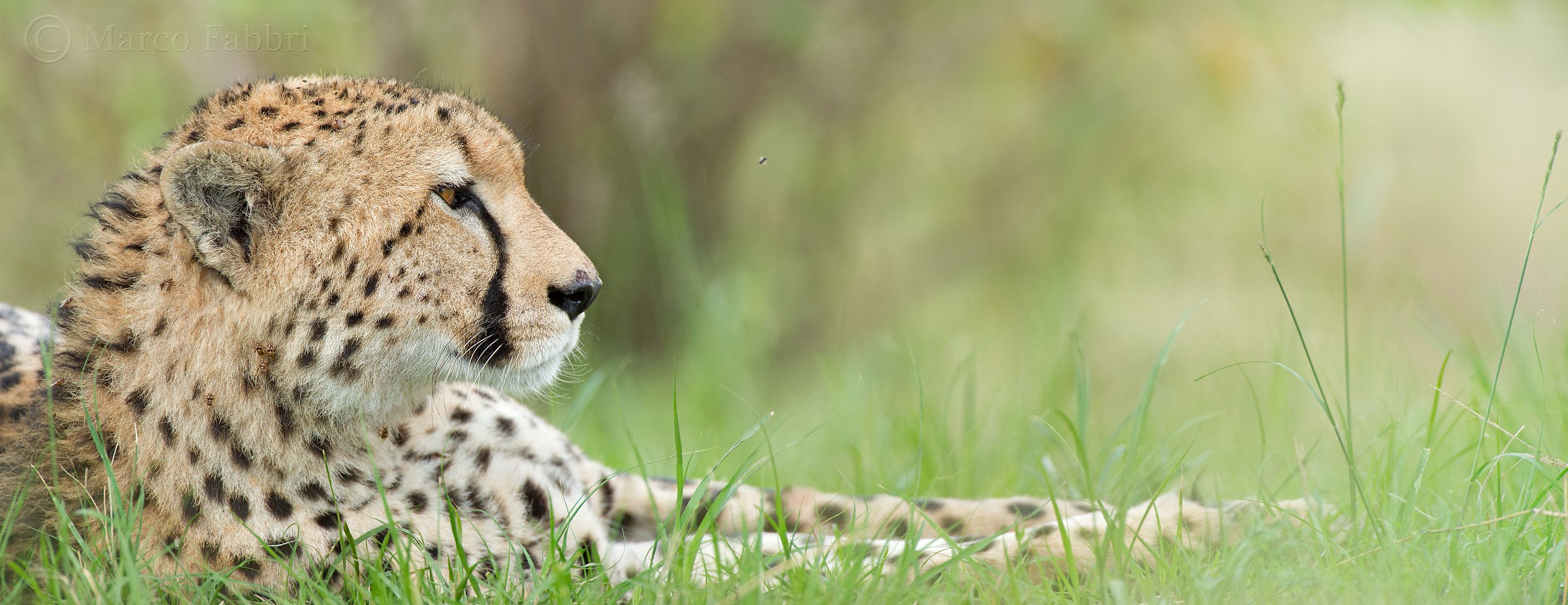 The quietness of the Cheetah