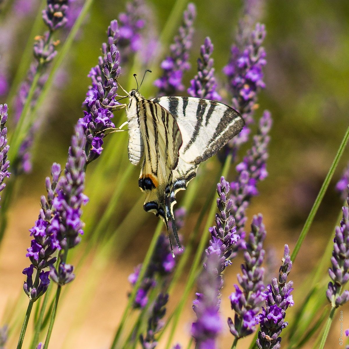 Farfalla e lavanda
