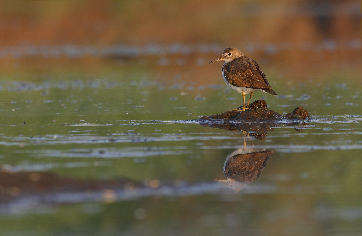 sandpiper