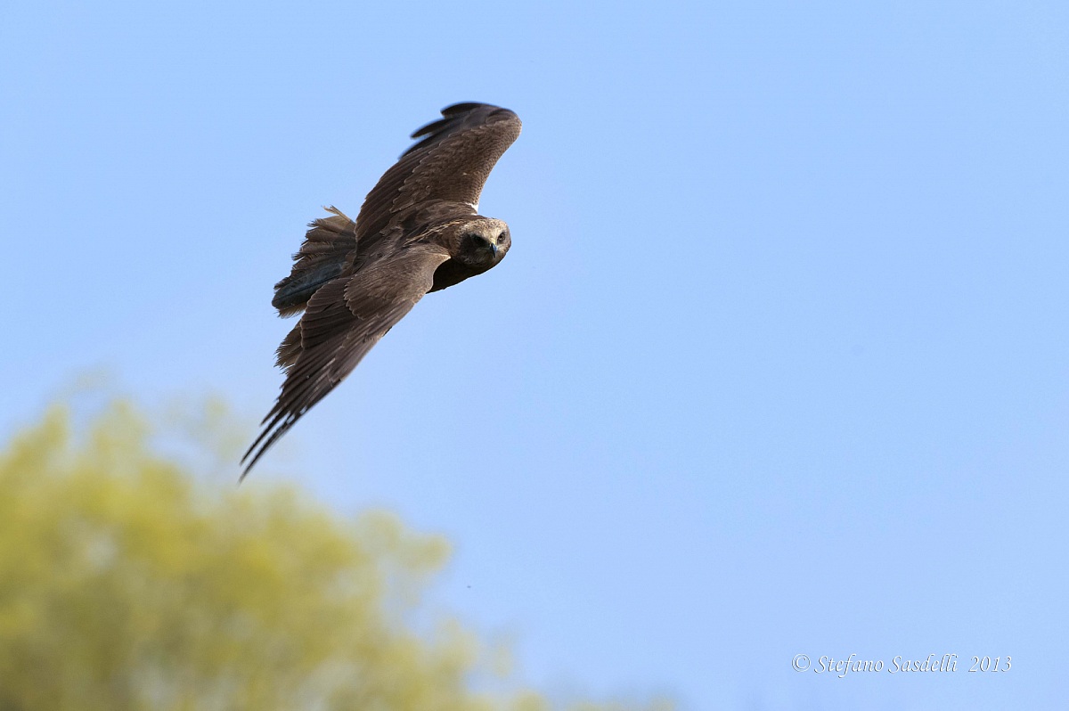 Marsh Harrier