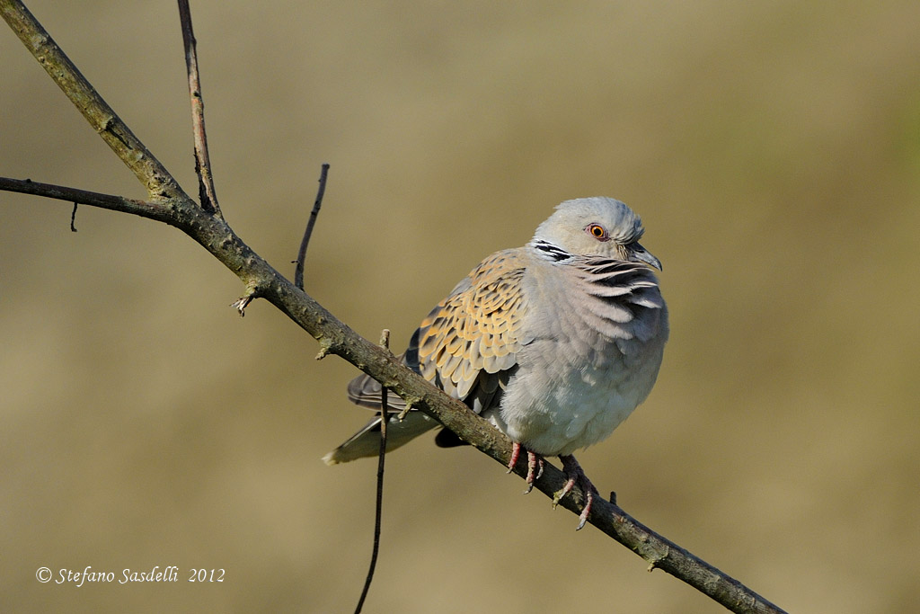 Turtle Dove