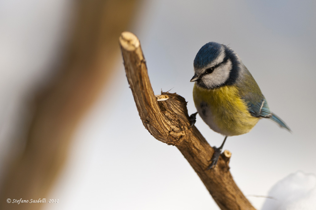 Blue Tit