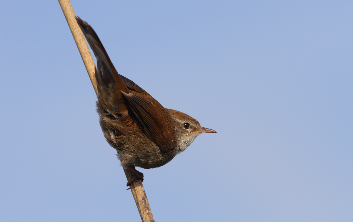 Cetti's Warbler