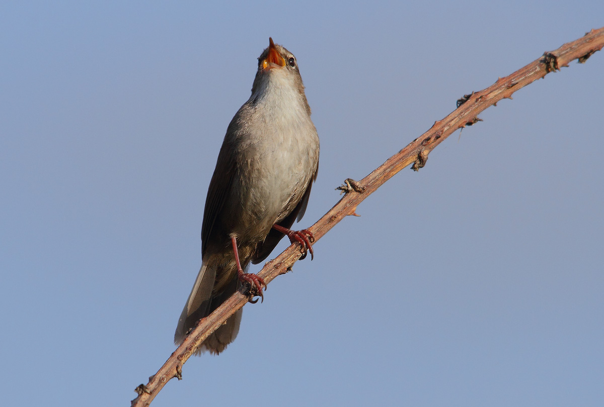 Cetti's Warbler