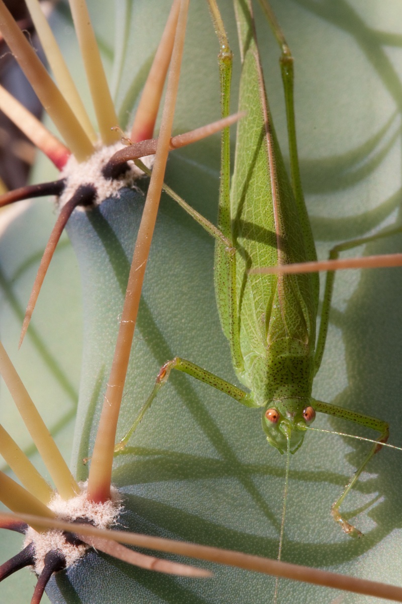 Cavalletta psicopatica
