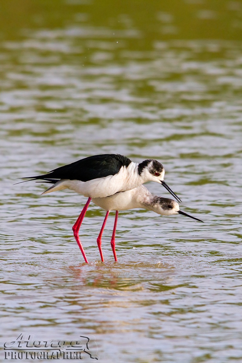 Cavalieri d'Italia in accoppiamento