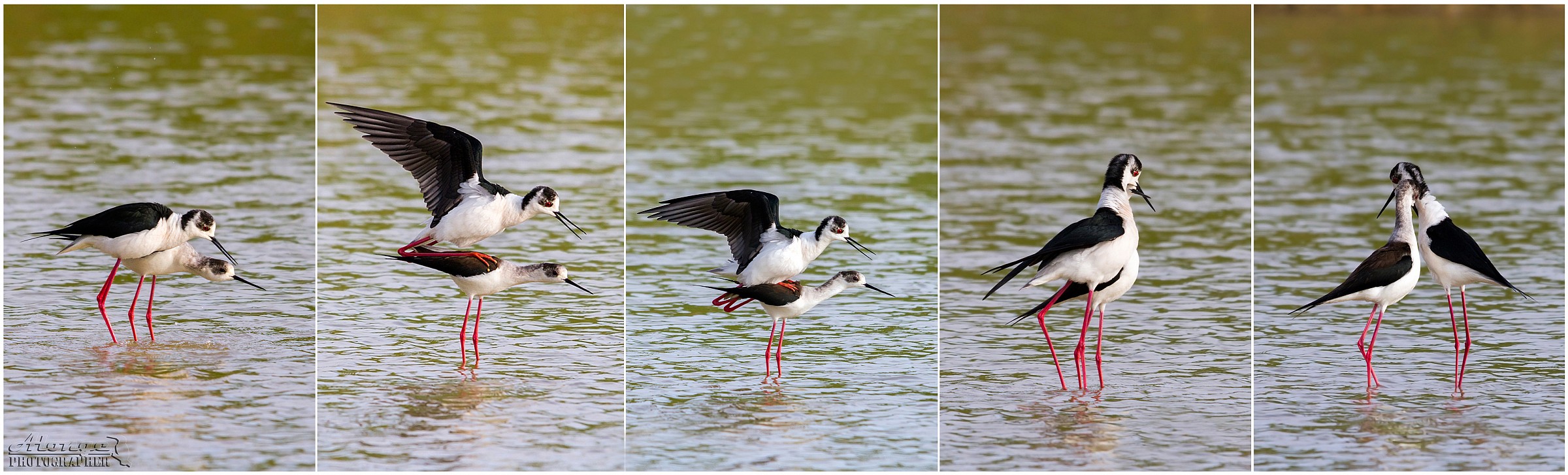 Cavalieri d'Italia in accoppiamento serie