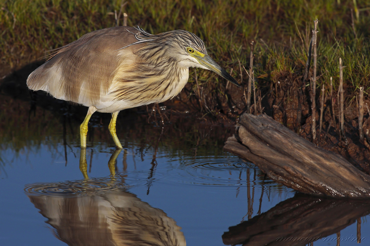 Squacco (Ardeola ralloides)