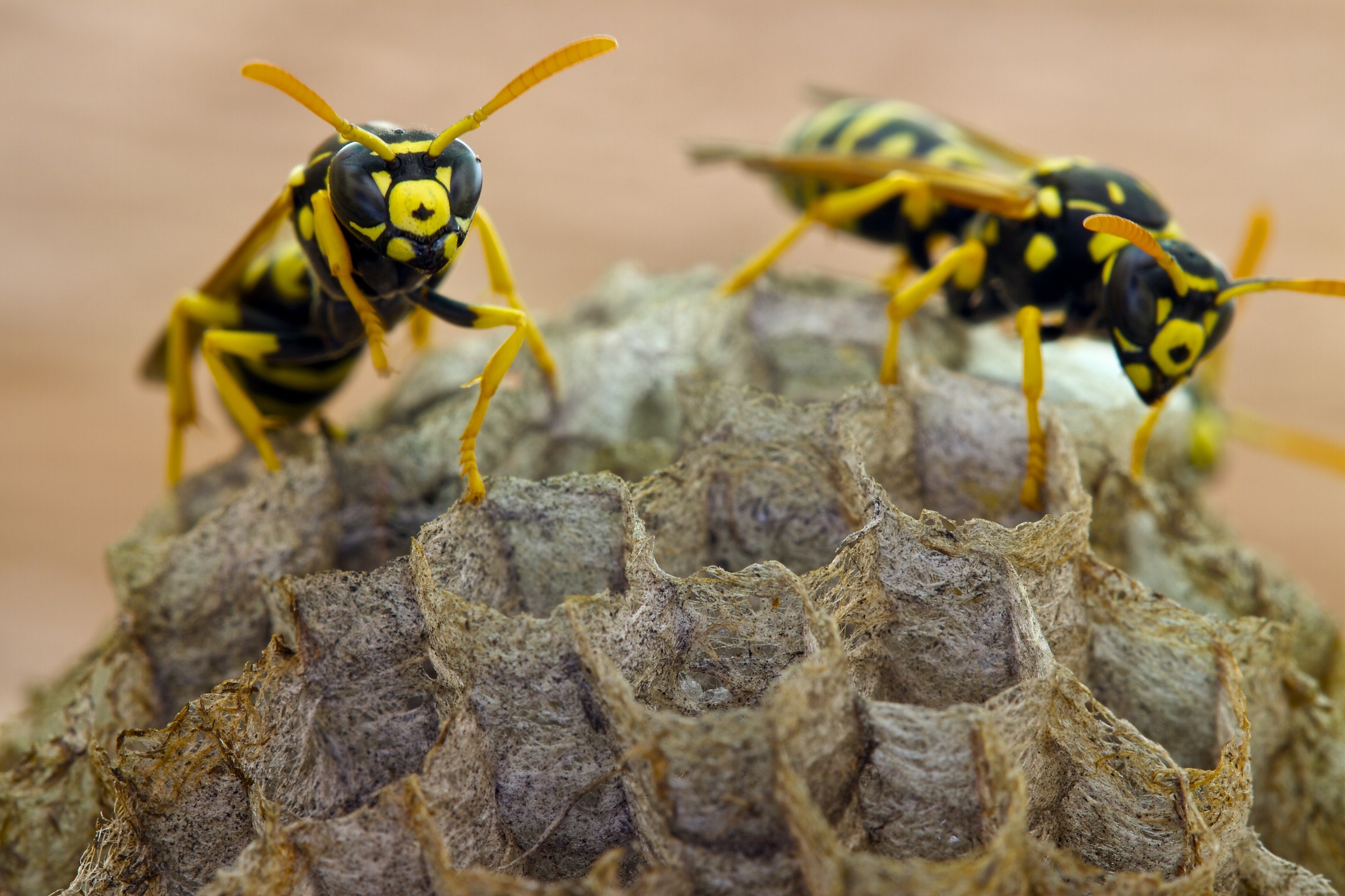 Wasps