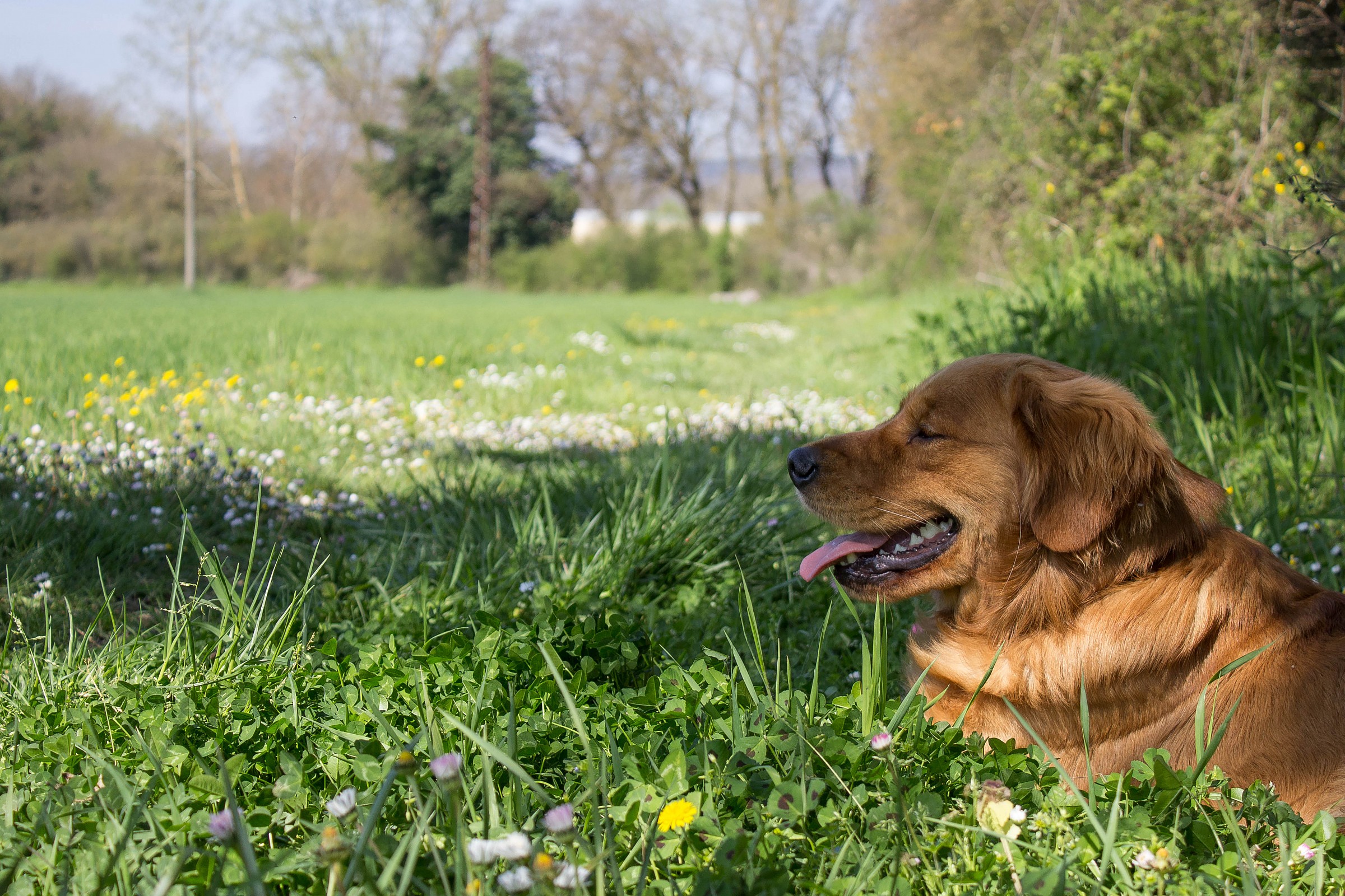 A nap, watching the spring.
