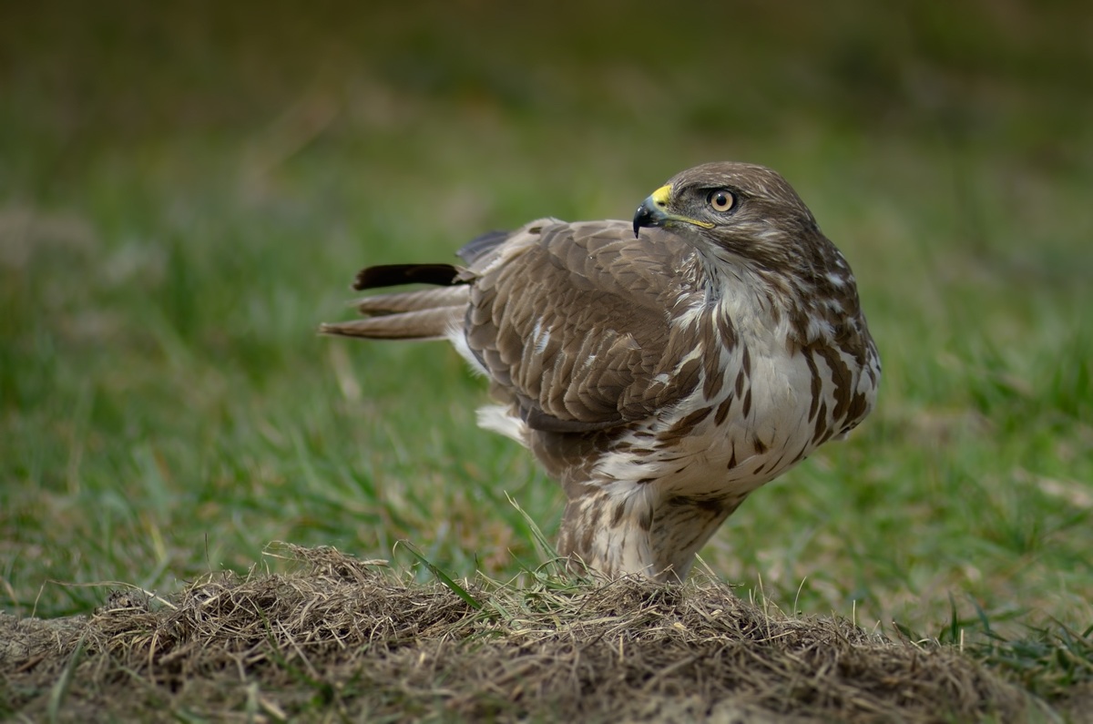 Buzzard