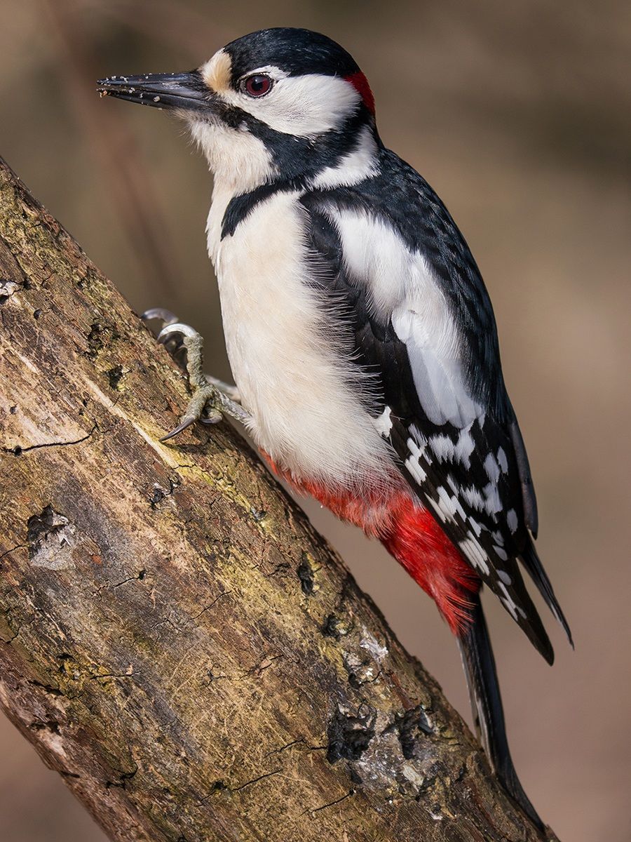 Picchio Rosso Maggiore (maschio)