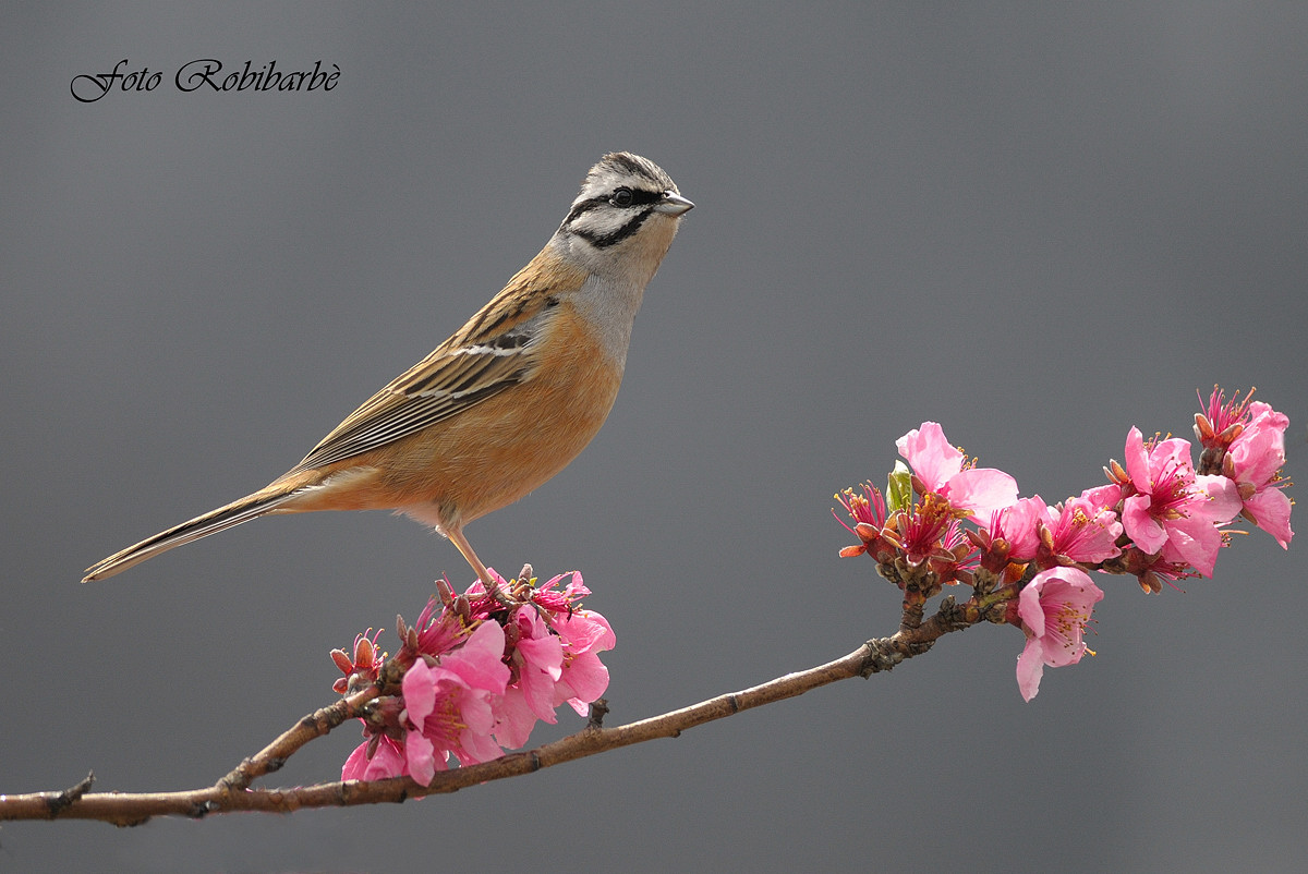 Zigolo Muciatto... annuncio di primavera