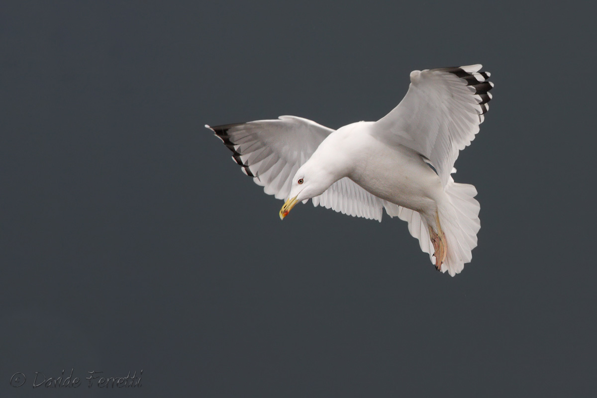 Pontic Gull in the Holy Spirit