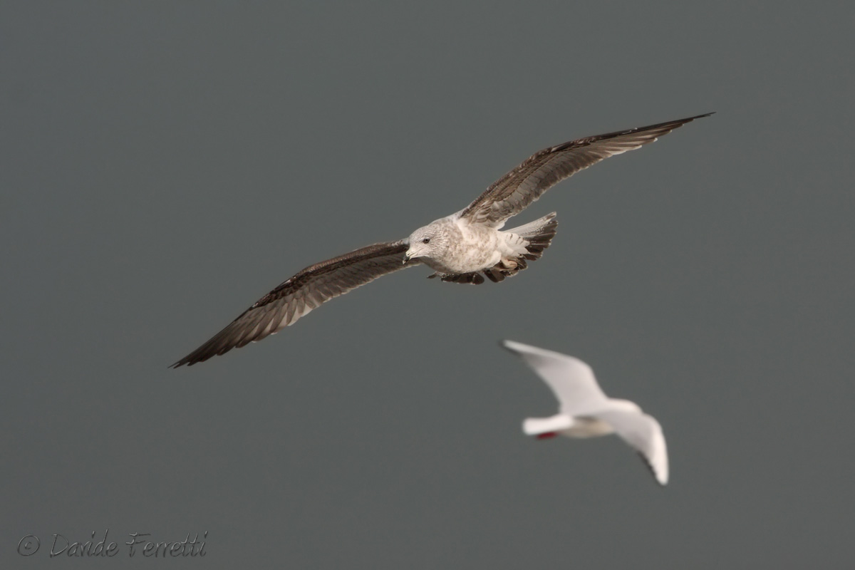 Immature seagull Nordic