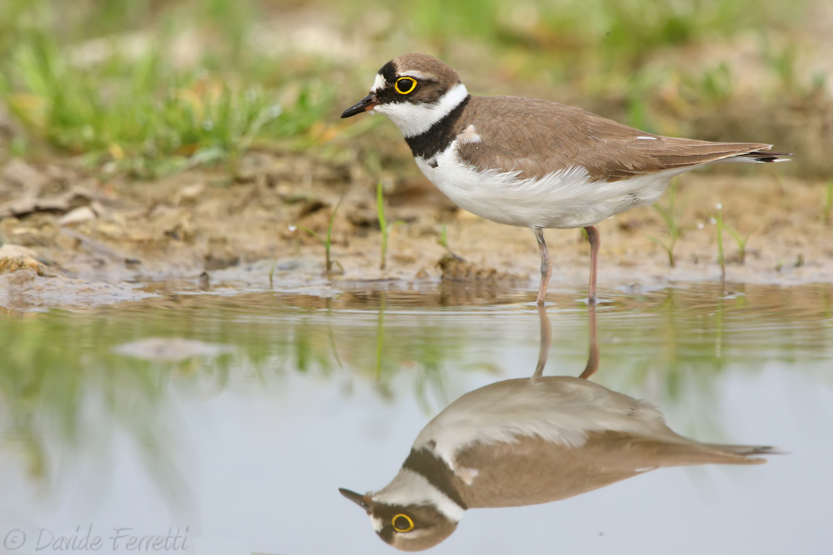 Little Ringed Plover reflection